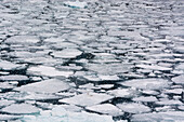 Pack ice in Disko Bay during a snow storm. Ilulissat, Greenland.
