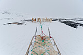 Greenland dogs pulling a dog sled. Ilulissat, Greenland.