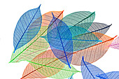Multi-colored skeleton leaves arranged on white background