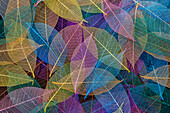 Multi-colored skeleton leaves arranged on black background