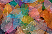 Multi-colored skeleton leaves arranged on black background