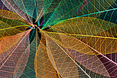 Multi-colored skeleton leaves arranged in radial pattern