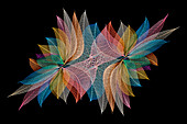 Multi-colored skeleton leaves arranged on black background