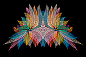 Multi-colored skeleton leaves arranged on black background