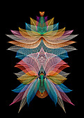 Multi-colored skeleton leaves arranged on black background