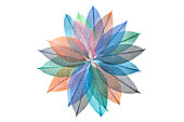 Mehrfarbige Skelettblätter in einem radialen Muster auf weißem Hintergrund angeordnet