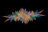 Multi-colored skeleton leaves arranged on black background