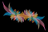 Multi-colored skeleton leaves arranged on black background