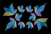 Multi-colored skeleton leaves arranged on black background