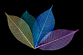 Multi-colored skeleton leaves arranged on black background