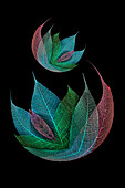 Multi-colored skeleton leaves arranged on black background