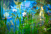 Weiches Komposit von Seerosen in einem Teich