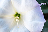 Datura-Trompetenblüte in Großaufnahme.