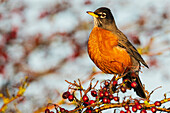 Kanada, British Columbia, Boundary Bay, Rotkehlchen, Winterbeerenschmaus