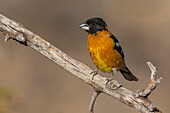 Black-headed grosbeak