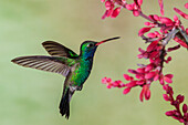 Breitschnabelkolibri im Flug, USA, Arizona