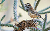 Cactus wren singing, USA, Arizona