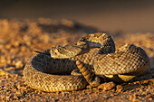 Diamond-backed rattlesnake sounding a warning, USA, Arizona