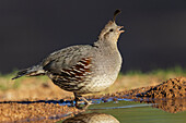 Gambel's quail drinking, USA, Arizona