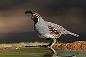 Gambel's quail drinking, USA, Arizona