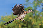 Greater roadrunner short flight, USA, Arizona