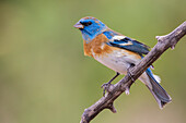 Lazuli bunting male with molting plumage, USA, Arizona