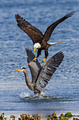 USA, Washington State. Hood Canal, Salish Sea, bald eagle harassing great blue heron