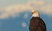 Canada, British Columbia, Boundary Bay, bald eagle, winter portrait