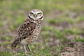 USA, Southeast Oregon, Malheur National Wildlife Refuge, burrowing owl near nesting burrow