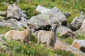 Bighorn sheep, curious lambs overlooking the Colorado alpine country, USA