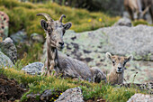 Bighorn sheep, ewe and lamb resting