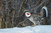 Dusky grouse, courtship display