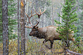 Canada, Alberta, National Park, bull elk, on the move