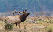 Rocky Mountain bull elk