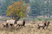 USA, Colorado, Rocky Mountain National Park, bull elk confrontation