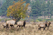 USA, Colorado, Rocky Mountain National Park, Elchbullen-Konfrontation