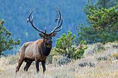 Elchbulle in den Rocky Mountains