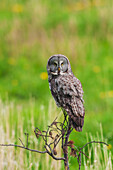 USA, Yellowstone National Park, Wyoming, great gray owl, spring time hunting perch