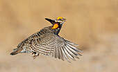 Greater prairie chicken flying, eastern Colorado plains, USA