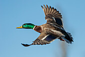 USA, Bundesstaat Washington. Nisqually National Wildlife Refuge, Stockente im Flug