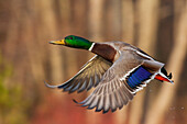 USA, Washington State. Nisqually National Wildlife Refuge, mallard drake flying