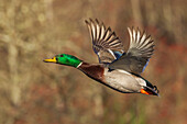 USA, Washington State. Nisqually National Wildlife Refuge, mallard drake, autumn flight