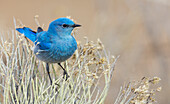 Mountain bluebird male protecting his territory, Colorado, USA