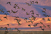 USA, Kalifornien, Klamath Basin National Wildlife Refuge, Entenschwarm im letzten Licht