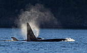 Orcas surfacing