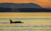 Orca taucht bei Sonnenuntergang auf