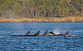 Orca-Wale beim Auftauchen