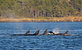 Orca whales surfacing