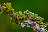 USA, Washington State. Nisqually National Wildlife Refuge, Pacific tree frog