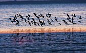 Red knots flock at dusk